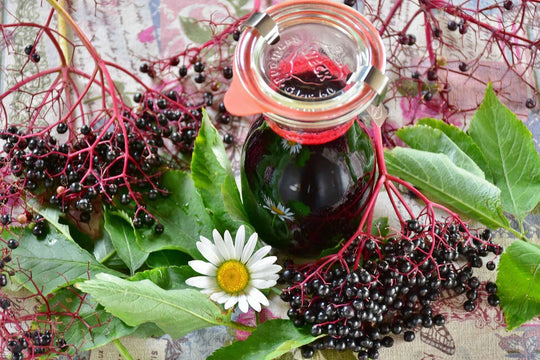 Elderberry Supplement Benefits